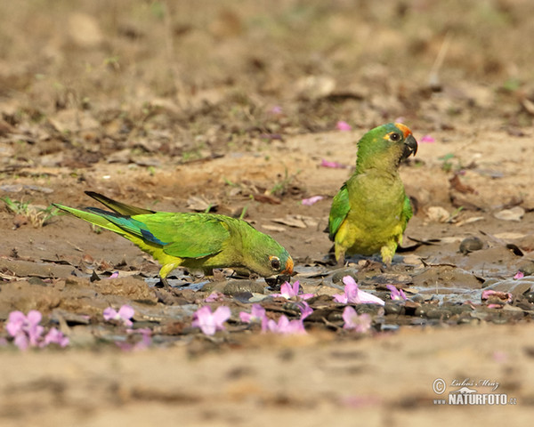 Peach-fronted Parakeet (Eupsittula aurea)