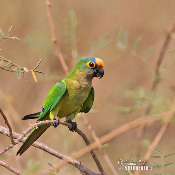 Peach-fronted Parakeet (Eupsittula aurea)