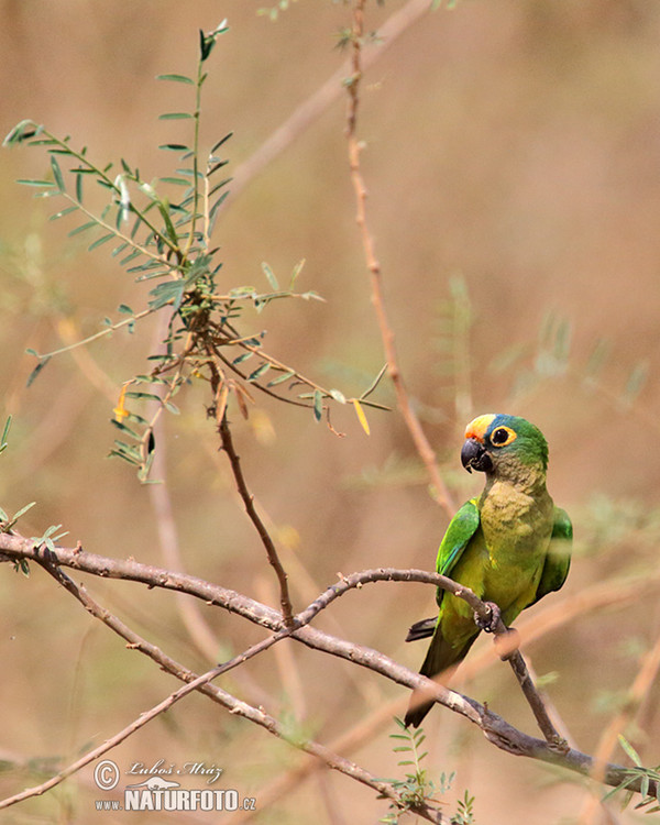 Peach-fronted Parakeet (Eupsittula aurea)