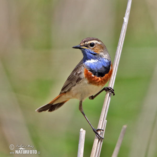 Pechiazul