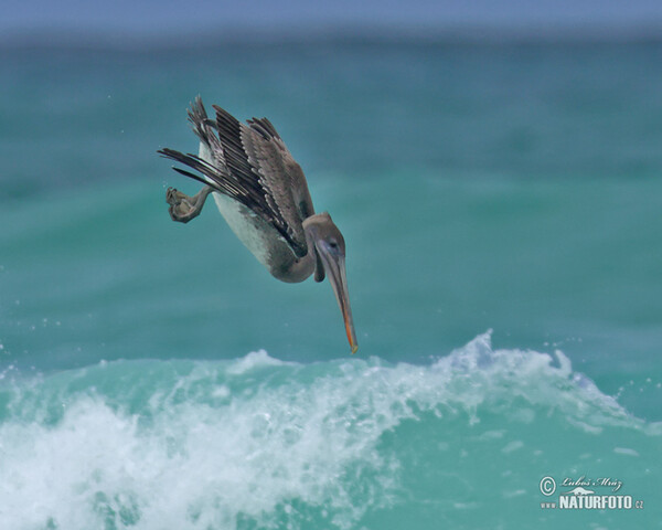 Pelecanus occidentalis