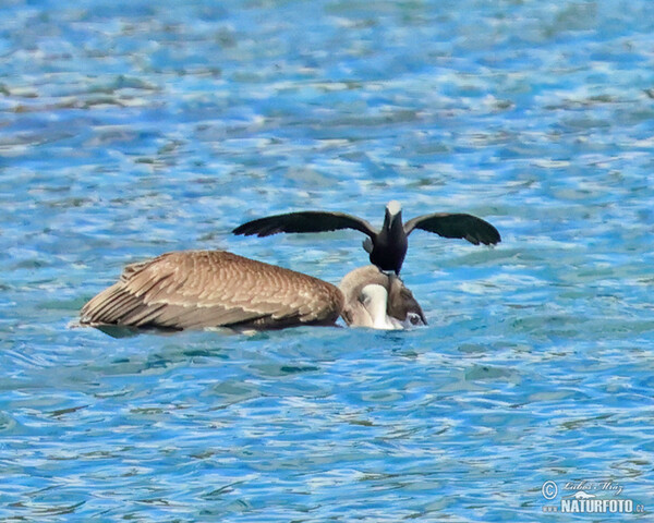 Pellicano bruno