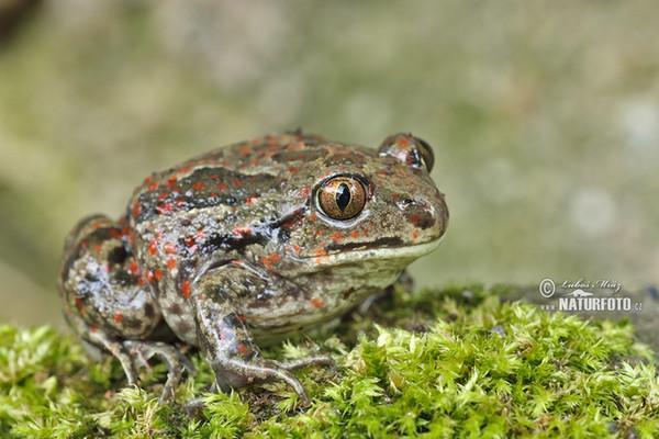 Pelobates fuscus