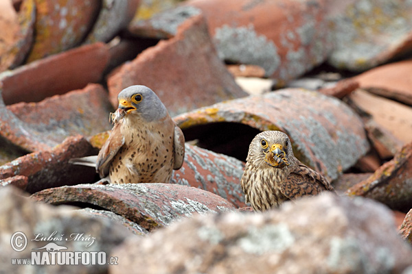 Peneireiro-das-torres