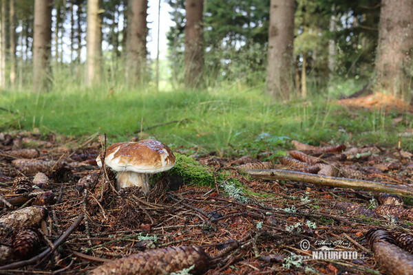 Penny Bun Mushroom (Boletus edulis)