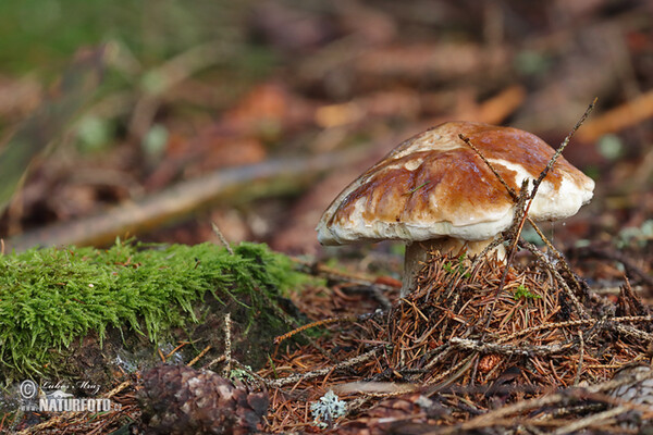 Penny Bun Mushroom (Boletus edulis)