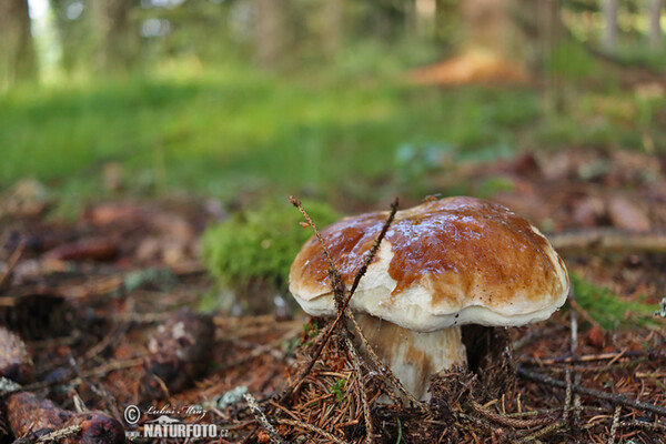 Penny Bun Mushroom (Boletus edulis)