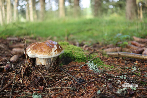 Penny Bun Mushroom (Boletus edulis)