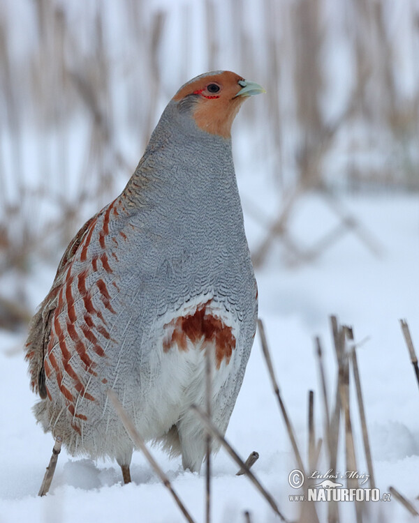 Perdix perdix