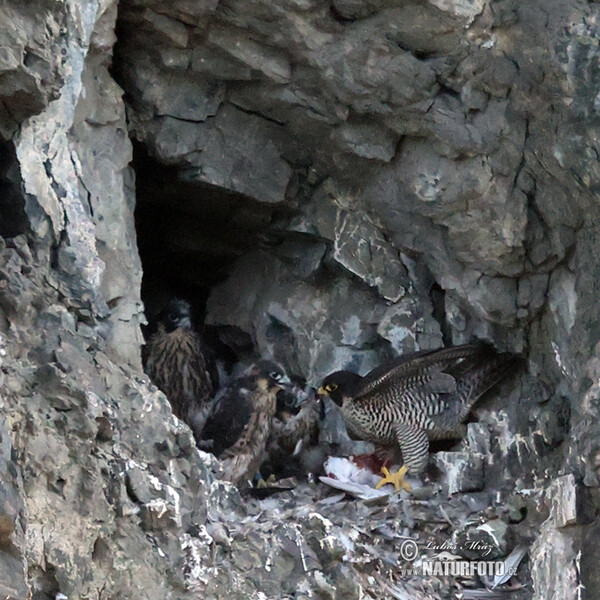 Peregrine (Falco peregrinus)