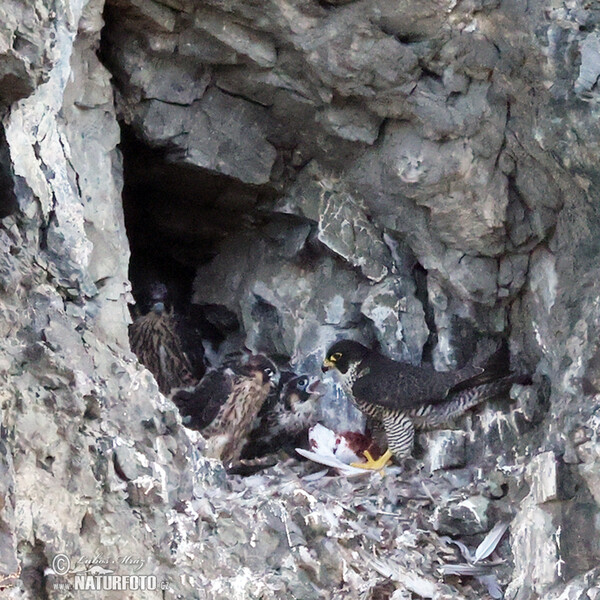 Peregrine (Falco peregrinus)