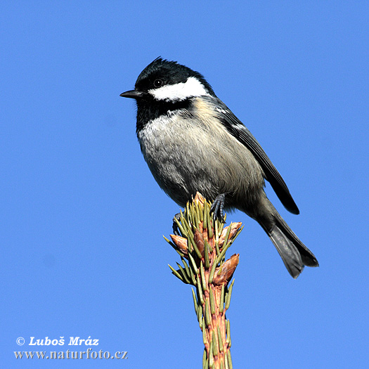 Periparus ater