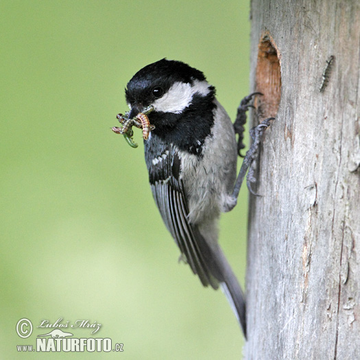 Periparus ater