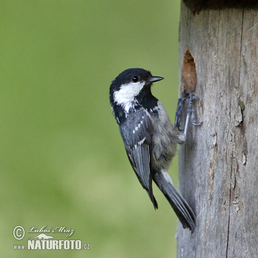 Periparus ater