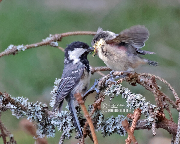 Periparus ater