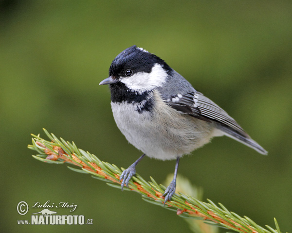 Periparus ater