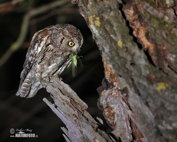 Petit-duc scops