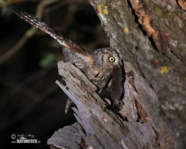Petit-duc scops