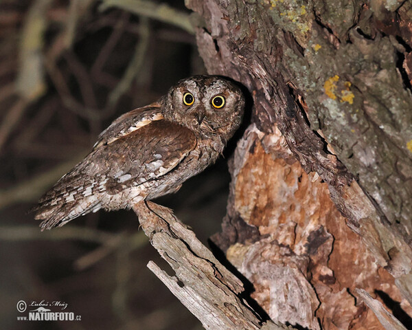Petit-duc scops