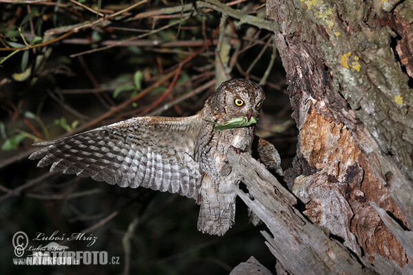 Petit-duc scops