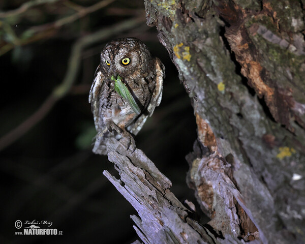 Petit-duc scops