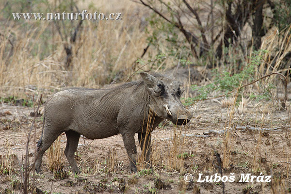 Phacochoerus africanus