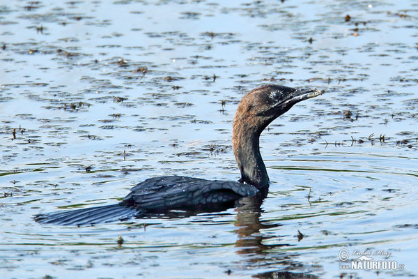 Phalacrocorax pygmaeus