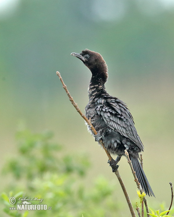 Phalacrocorax pygmaeus