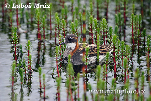 Phalarope à bec étroit