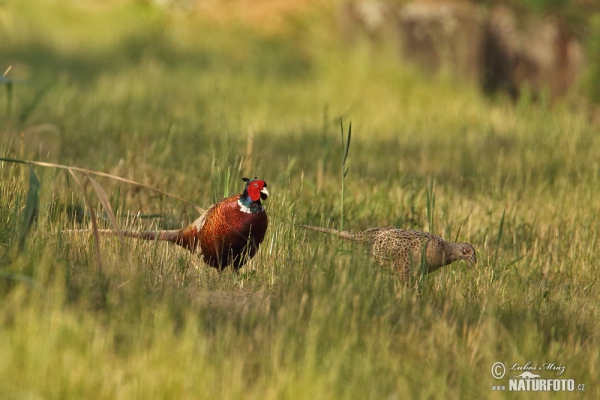 Pheasant (Phasianus colchicus)