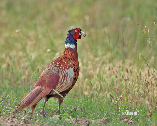 Pheasant (Phasianus colchicus)