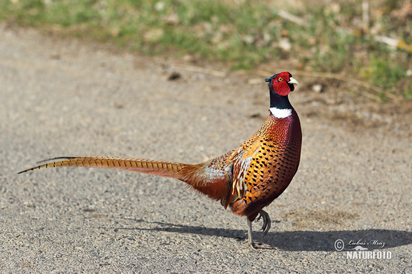 Pheasant (Phasianus colchicus)