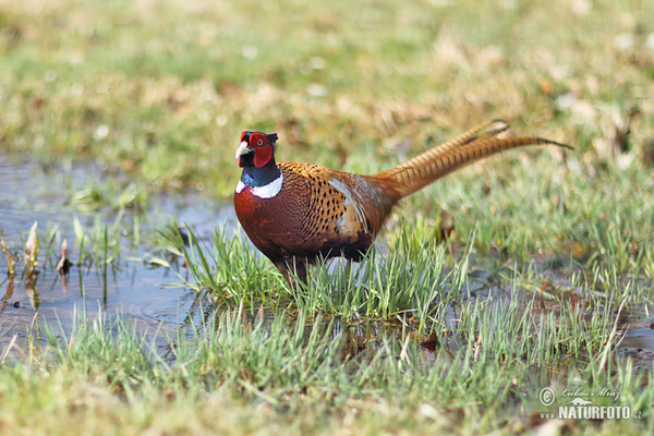 Pheasant (Phasianus colchicus)