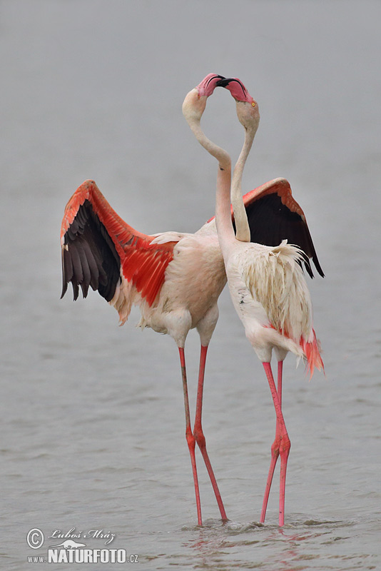 Phoenicopterus roseus