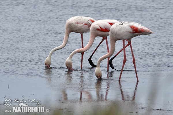 Phoenicopterus roseus