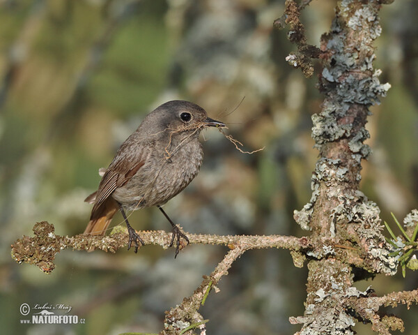 Phoenicurus ochruros