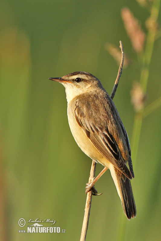 Phragmite des joncs