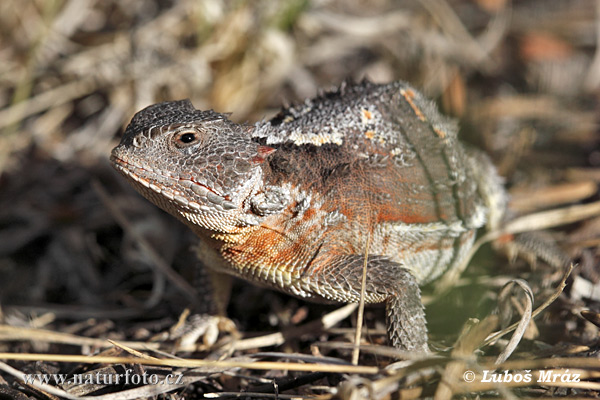 Phrynosoma douglasii