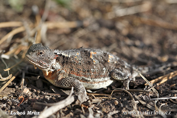 Phrynosoma douglasii