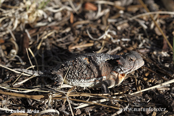 Phrynosoma douglassi