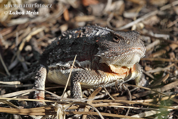 Phrynosoma douglassi