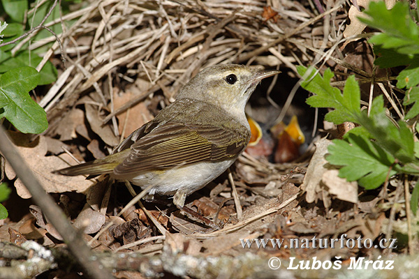 Phylloscopus bonelli