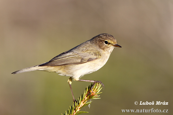 Phylloscopus collybita