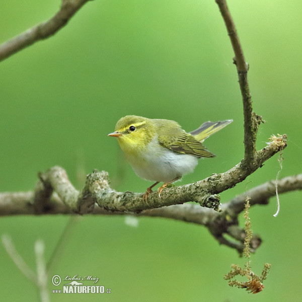 Phylloscopus sibilatrix