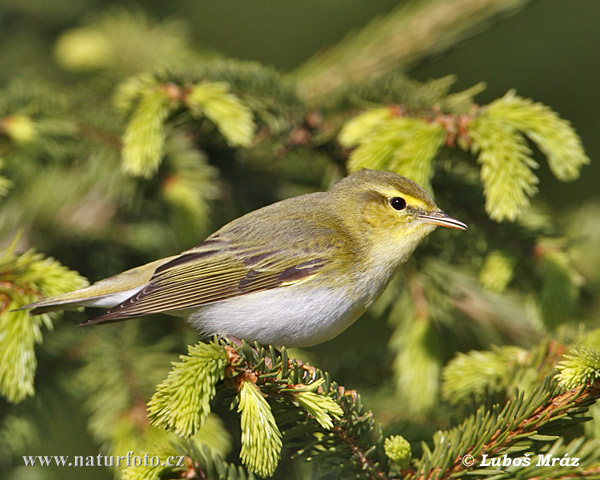 Phylloscopus sibilatrix