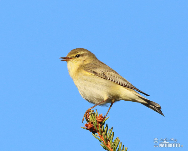 Phylloscopus trochilus