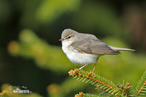 Phylloscopus trochilus