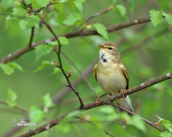 Phylloscopus trochilus