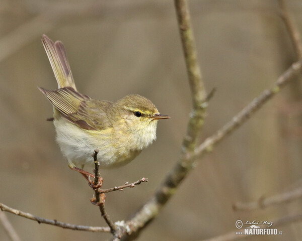 Phylloscopus trochilus