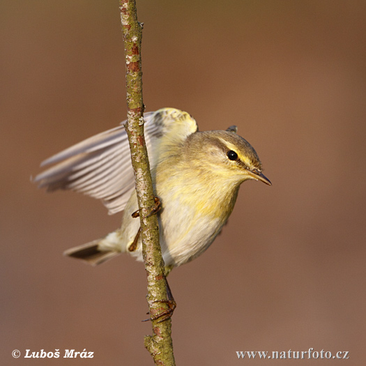 Phylloscopus trochilus